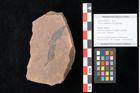 Foto (Objekt + Etikett) von Quercus palaeoilex Ettingshausen (NHMW-GEO-2024-0188-0832)